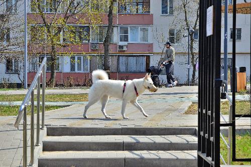 Парк спецавтомобилей ветпомощи увеличился вдвое в столице