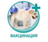 План – график проведения вакцинации против бешенства собак и кошек на прививочных пунктах в Троицком и Новомосковском административных округах города Москвы в 2024 году   